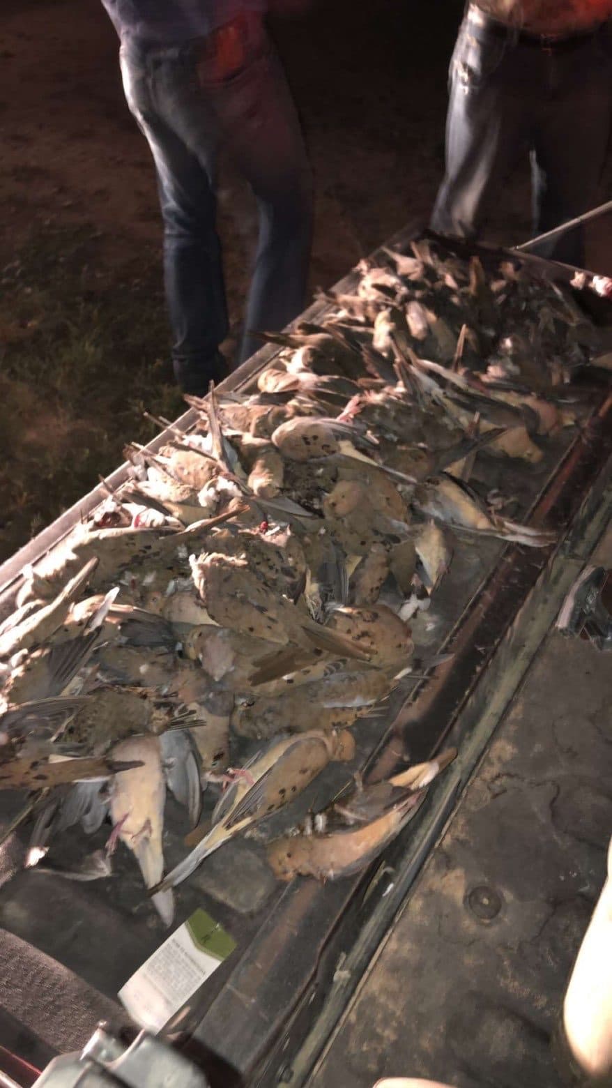 Dillard Dove Paradise · Group 01, Tom Green County — property photo