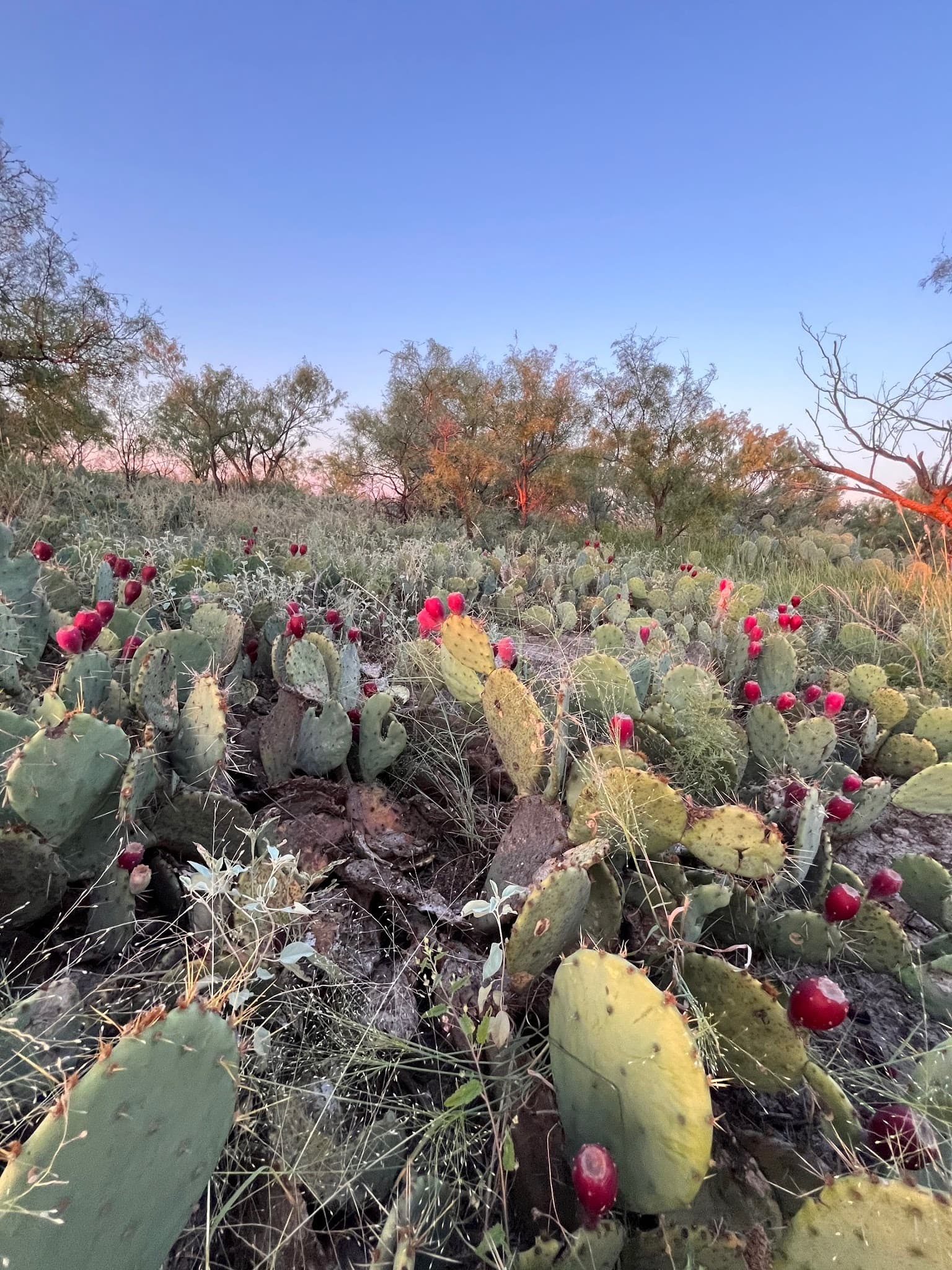 Veribest Honey Hole · Group 02, Tom Green County — property photo